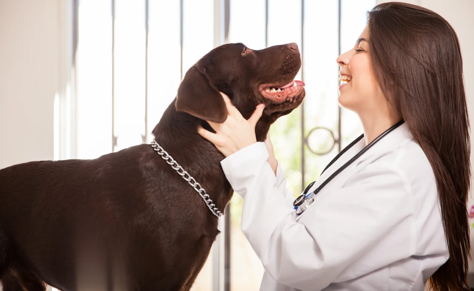 Light skinned woman veterinarian with long brown hair examining a brown Labrador dog and smiling